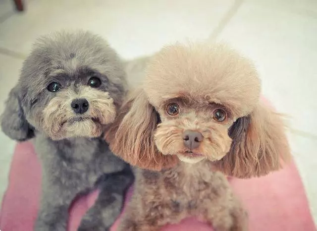 訓練貴賓犬定點大小便很難?只需3步,輕鬆教它上廁所!