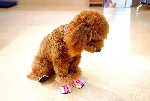 訓練貴賓犬定點大小便很難?只需3步,輕鬆教它上廁所!