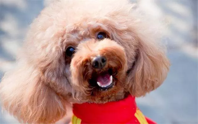 訓練貴賓犬定點大小便很難?只需3步,輕鬆教它上廁所!