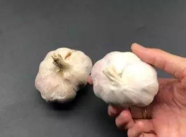 睡前腳底貼一片大蒜,解決了很多人的難言之隱,一覺安心睡到天亮,後悔沒早點知道 !