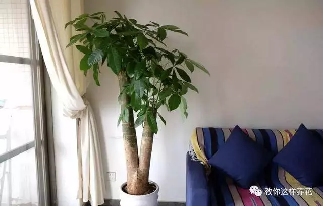 這8種花旺財又旺運,家裡一定要養一盆!看看你家有沒有?