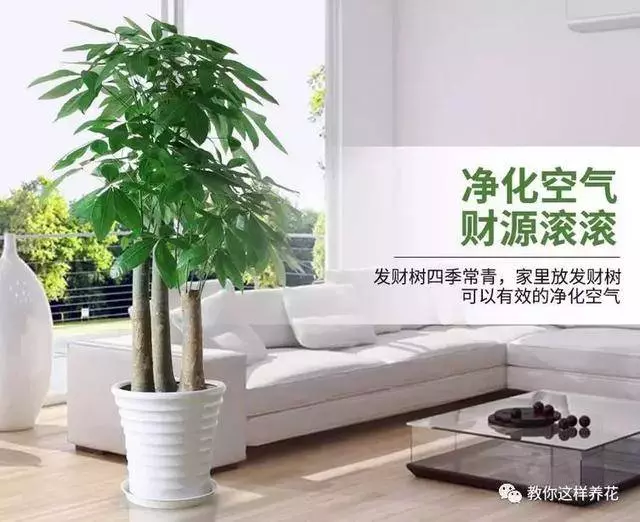 這8種花旺財又旺運,家裡一定要養一盆!看看你家有沒有?