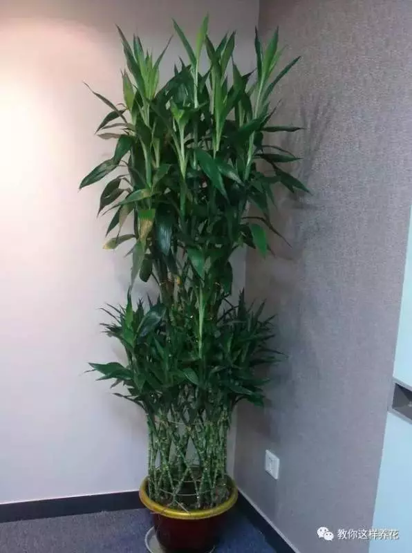 這8種花旺財又旺運,家裡一定要養一盆!看看你家有沒有?