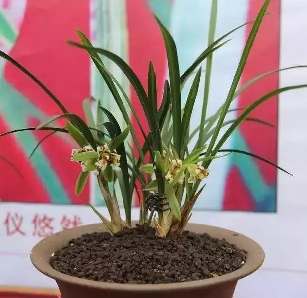 這8種花旺財又旺運,家裡一定要養一盆!看看你家有沒有?