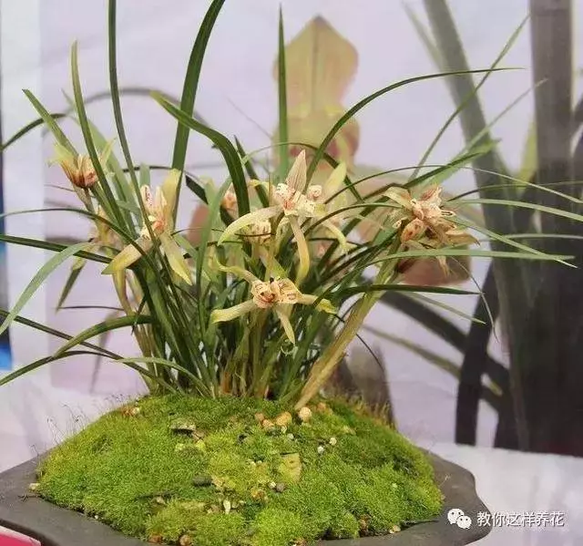 這8種花旺財又旺運,家裡一定要養一盆!看看你家有沒有?