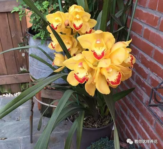 這8種花旺財又旺運,家裡一定要養一盆!看看你家有沒有?