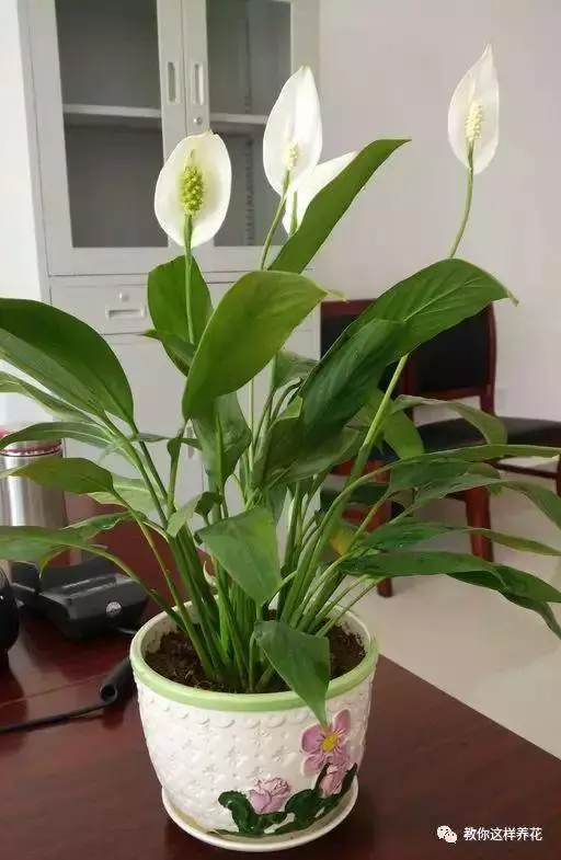 這8種花旺財又旺運,家裡一定要養一盆!看看你家有沒有?
