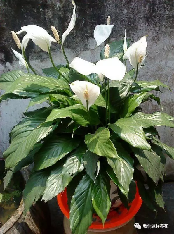 這8種花旺財又旺運,家裡一定要養一盆!看看你家有沒有?
