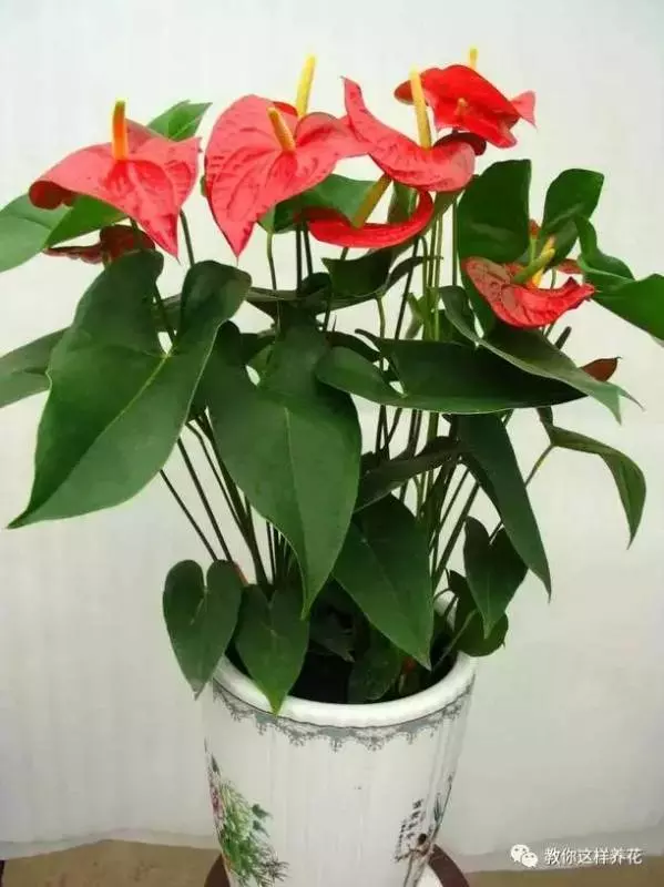 這8種花旺財又旺運,家裡一定要養一盆!看看你家有沒有?