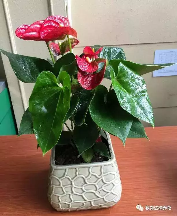 這8種花旺財又旺運,家裡一定要養一盆!看看你家有沒有?
