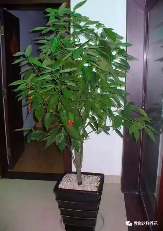 這8種花旺財又旺運,家裡一定要養一盆!看看你家有沒有?