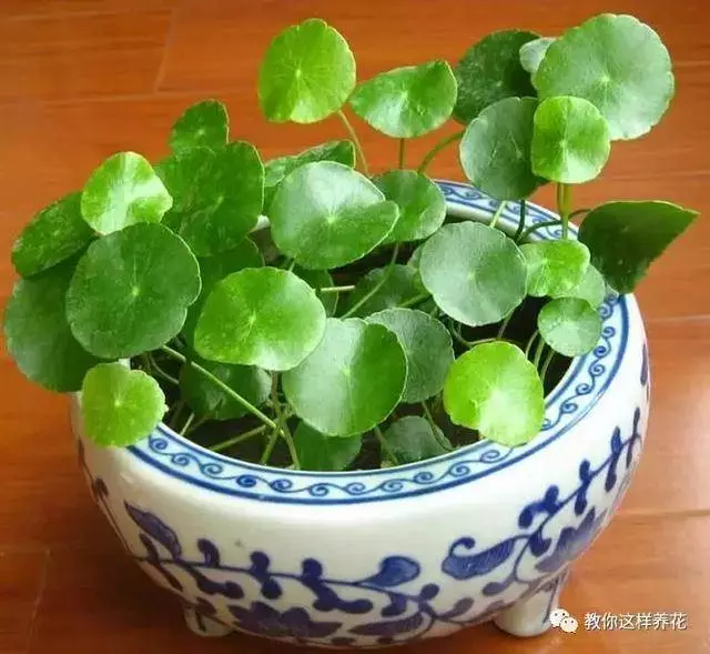 這8種花旺財又旺運,家裡一定要養一盆!看看你家有沒有?