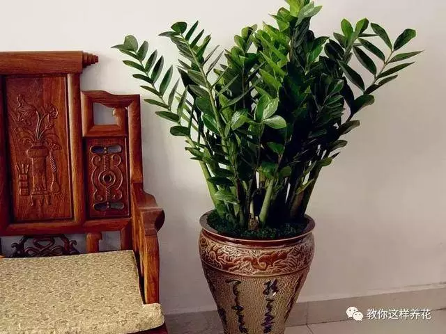 這8種花旺財又旺運,家裡一定要養一盆!看看你家有沒有?