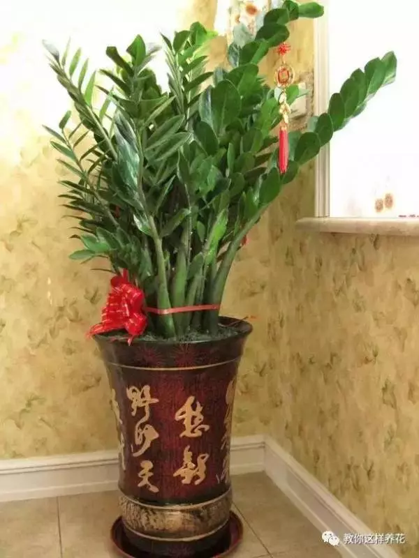 這8種花旺財又旺運,家裡一定要養一盆!看看你家有沒有?