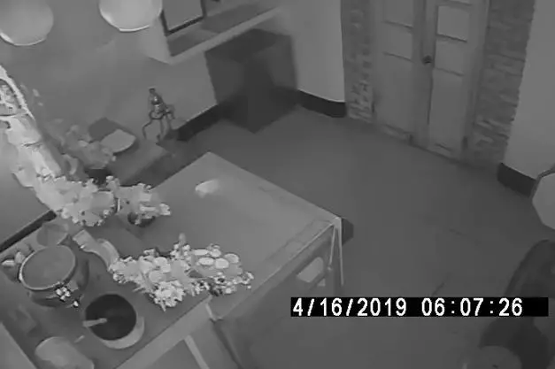 虎爺好調皮!趁家人不在「顯靈在空中飛舞」 玩耍2分鐘「全被監視器拍下」網友驚:尾巴太療癒