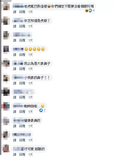 虎爺好調皮!趁家人不在「顯靈在空中飛舞」 玩耍2分鐘「全被監視器拍下」網友驚:尾巴太療癒