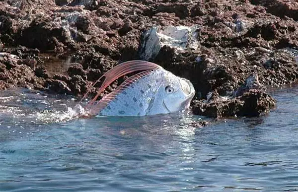 台灣沙灘出現超罕見海龍王「地震魚」活體!沒想到牠的「廬山真面目」竟然是這樣…太讓人吃驚了!