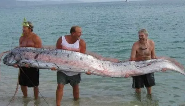 台灣沙灘出現超罕見海龍王「地震魚」活體!沒想到牠的「廬山真面目」竟然是這樣…太讓人吃驚了!