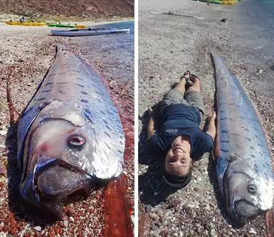 台灣沙灘出現超罕見海龍王「地震魚」活體!沒想到牠的「廬山真面目」竟然是這樣…太讓人吃驚了!