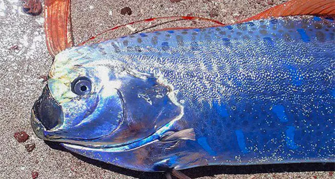 台灣沙灘出現超罕見海龍王「地震魚」活體!沒想到牠的「廬山真面目」竟然是這樣…太讓人吃驚了!