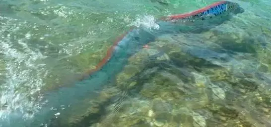 台灣沙灘出現超罕見海龍王「地震魚」活體!沒想到牠的「廬山真面目」竟然是這樣…太讓人吃驚了!