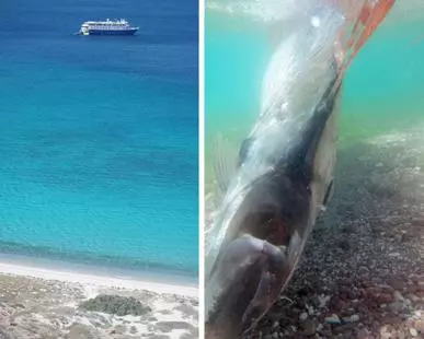 台灣沙灘出現超罕見海龍王「地震魚」活體!沒想到牠的「廬山真面目」竟然是這樣…太讓人吃驚了!