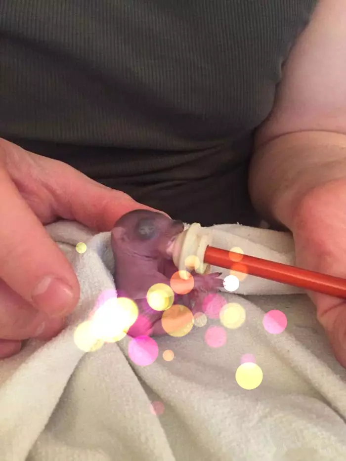女子在野外撿到「拇指姑娘」帶回家飼養,等到牠慢慢長大後,美得讓人驚訝!