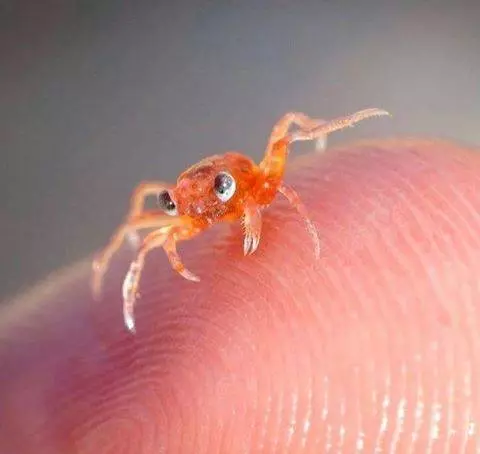 20張保證全天然沒修圖「最驚嚇到掉下巴」照片 鯊魚的肚子底部...到底是被什麼附身
