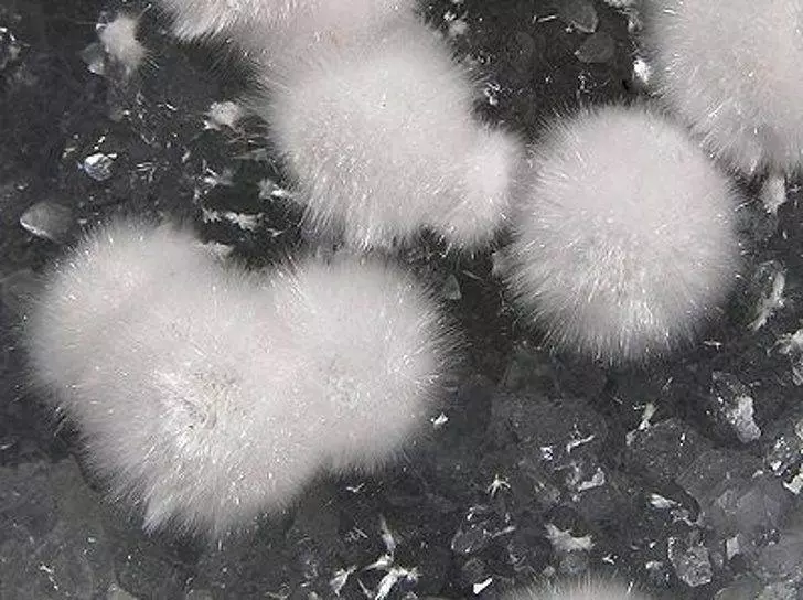 20張保證全天然沒修圖「最驚嚇到掉下巴」照片 鯊魚的肚子底部...到底是被什麼附身