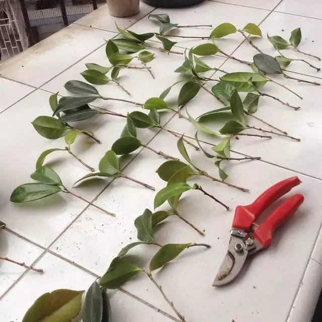 茶花養殖:教你一招扦插茶花盆栽,不花一分錢