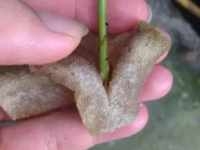 茶花養殖:教你一招扦插茶花盆栽,不花一分錢