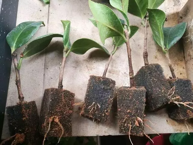 茶花養殖:教你一招扦插茶花盆栽,不花一分錢
