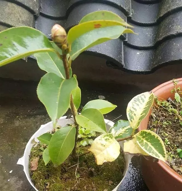 茶花養殖:教你一招扦插茶花盆栽,不花一分錢