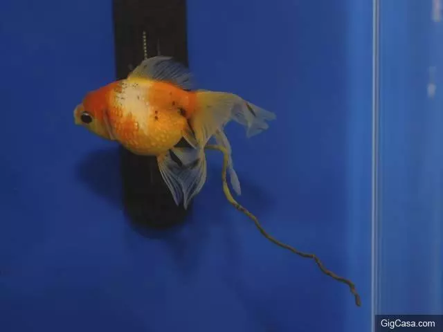 19個「只有大人看《小美人魚》才會有的毀童年問題」