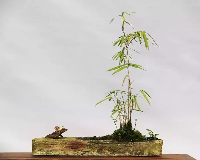 玩盆景,這幾種嫁接方法一定要懂