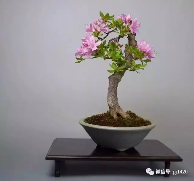 玩盆景,這幾種嫁接方法一定要懂