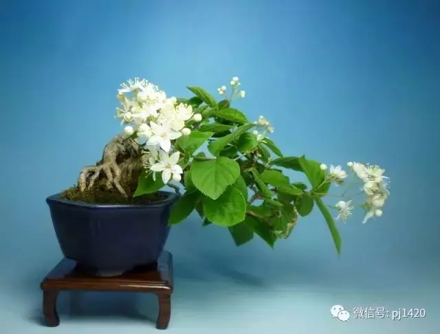 玩盆景,這幾種嫁接方法一定要懂