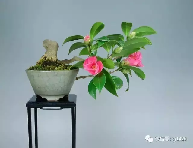 玩盆景,這幾種嫁接方法一定要懂