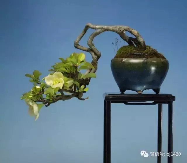 玩盆景,這幾種嫁接方法一定要懂