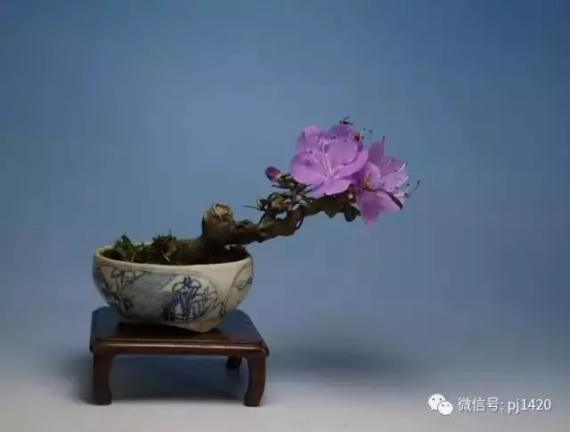 玩盆景,這幾種嫁接方法一定要懂