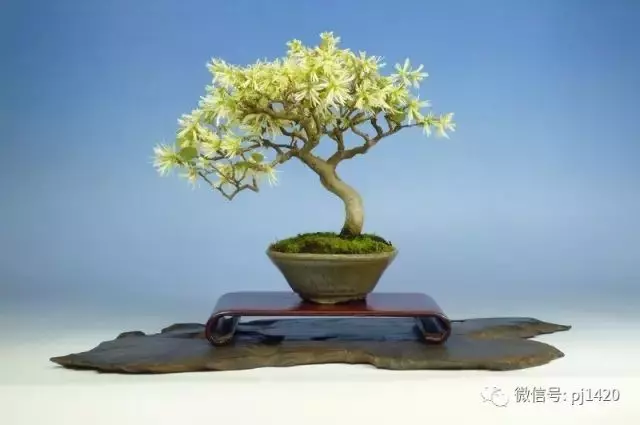 玩盆景,這幾種嫁接方法一定要懂