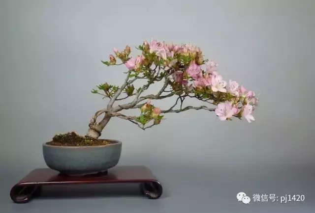 玩盆景,這幾種嫁接方法一定要懂