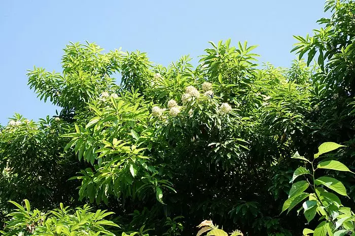 愛情花開了 不妨來感受一「夏」愛情之美