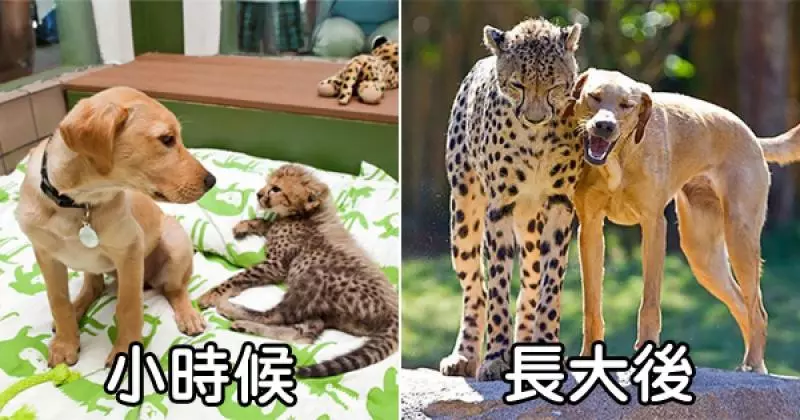 22張毛孩版「青梅竹馬從小玩到大」的激萌對比照,狐狸和狗狗的友誼太感人了!