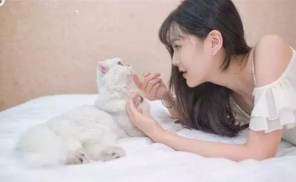 貓咪為啥不愛睡貓窩?原因有這4點,你是否都了解?