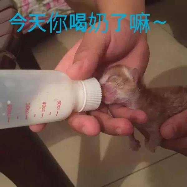 男大生發現圖書館前有「垂死小奶貓」!偷偷帶牠回去宿舍照顧,如今竟變成這樣!網友全笑噴!