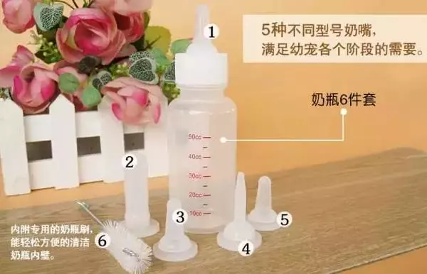 男大生發現圖書館前有「垂死小奶貓」!偷偷帶牠回去宿舍照顧,如今竟變成這樣!網友全笑噴!