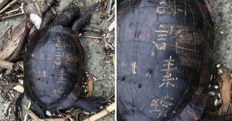 「龜殼上刻字」被放生!牠靜躺海邊「動也不動」園方嘆:經歷了多大痛苦...
