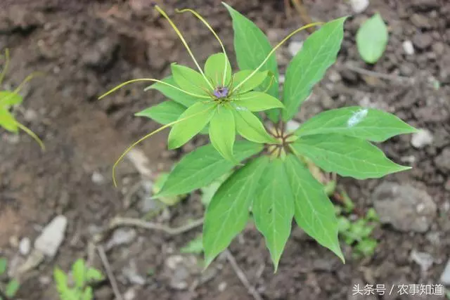 農村最昂貴的草藥,7片葉子才有一朵花,遇到了別忘挖回家 -