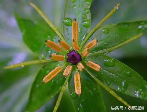 農村最昂貴的草藥,7片葉子才有一朵花,遇到了別忘挖回家 -